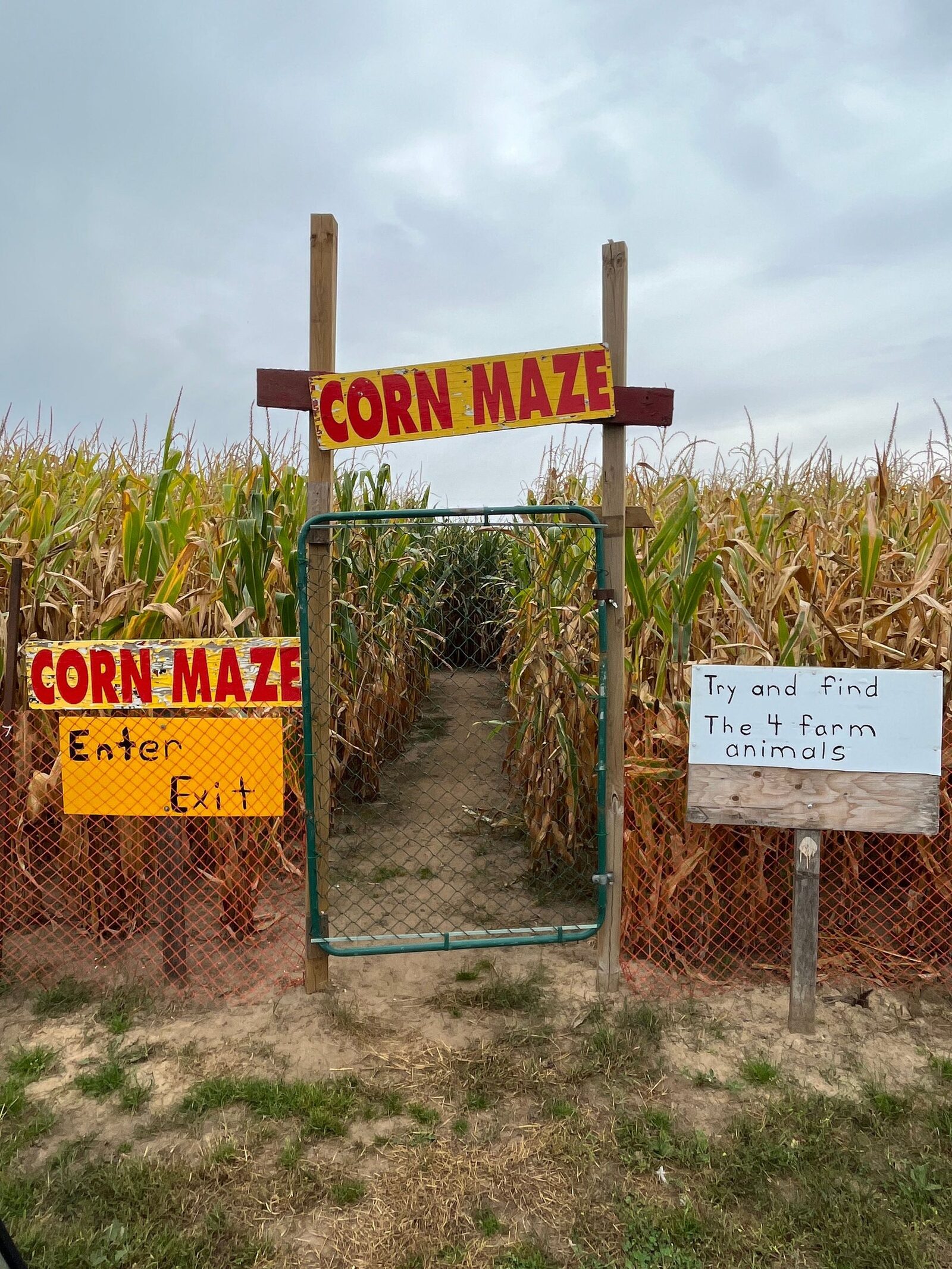 Entrance path through tall corn