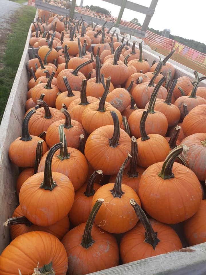 Orange pumpkins ready for visitors at Brasee's pumpkin patch