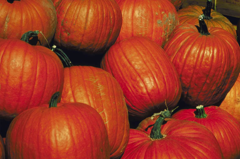 Orange pumpkins in the pumpkin patch